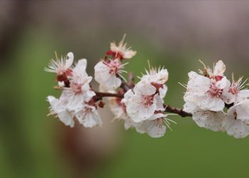 Kars Kağızman'da meyve bahçeleri çiçek açtı
