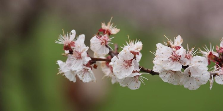 Kars Kağızman'da meyve bahçeleri çiçek açtı
