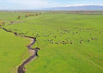 Muş’ta meraların yeşermesiyle besiciler yem masrafından kurtuldu