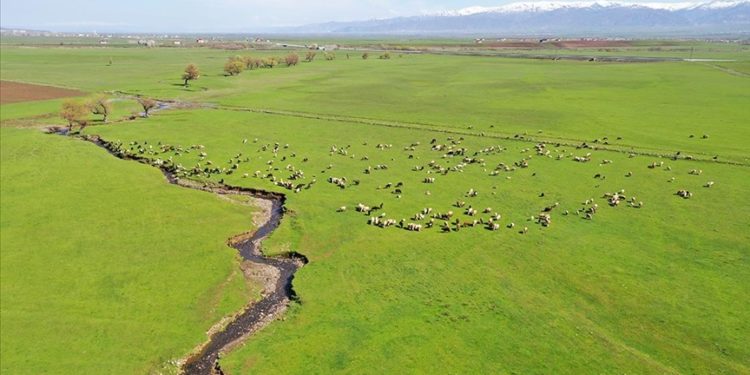 Muş’ta meraların yeşermesiyle besiciler yem masrafından kurtuldu