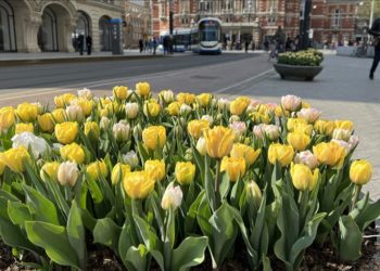 Amsterdam'da laleler sokakları süslemeye başladı