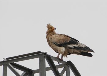 Iğdır'da göçten dönen küçük akbabalar görüntülendi