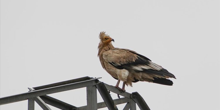 Iğdır'da göçten dönen küçük akbabalar görüntülendi