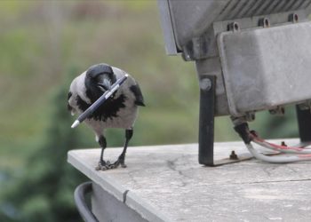 Okula dadanan "yaramaz karga" öğrencilerin maskotu oldu