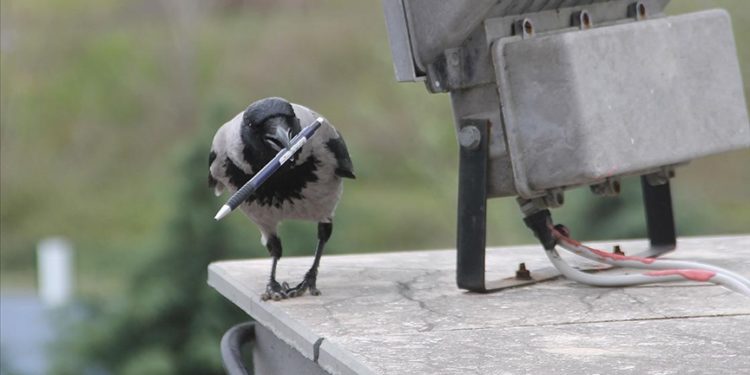 Okula dadanan "yaramaz karga" öğrencilerin maskotu oldu