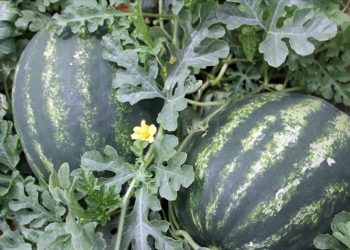 Seralarda yetişen erkenci karpuz, raflarda yerini almaya başladı