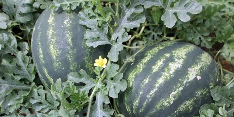 Seralarda yetişen erkenci karpuz, raflarda yerini almaya başladı