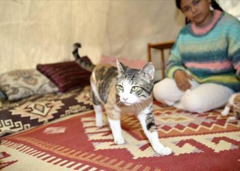 Depremzede aile enkazda doğum yapan “Zeyna” ve yavrularını yanlarından ayırmıyor