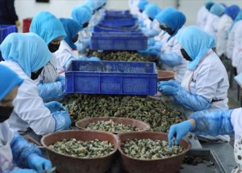 Türkiye ocak-mart döneminde deniz salyangozu ihracatından 5,6 milyon dolar kazandı