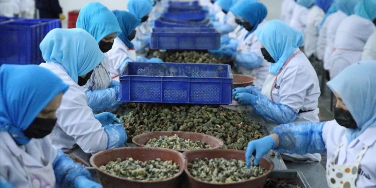 Türkiye ocak-mart döneminde deniz salyangozu ihracatından 5,6 milyon dolar kazandı