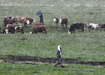 Kars'ta besiciler kar yağışına hazırlıksız yakalandı