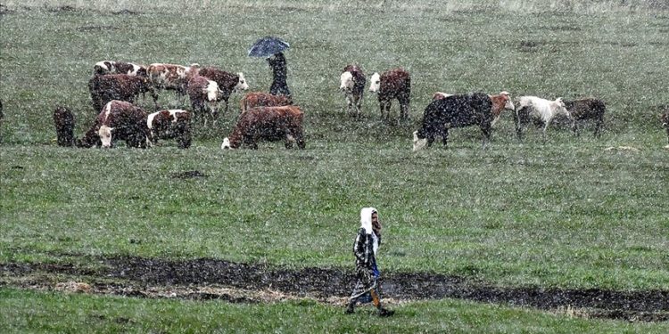 Kars'ta besiciler kar yağışına hazırlıksız yakalandı