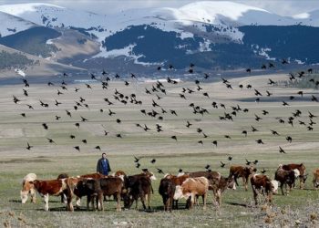 Kars'ta hayvanlar meralarda otlatılmaya başlandı