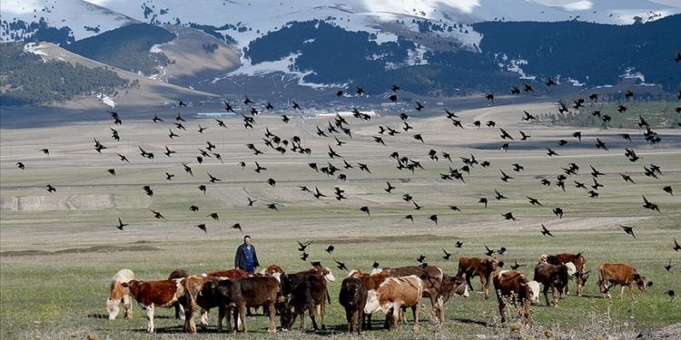Kars'ta hayvanlar meralarda otlatılmaya başlandı
