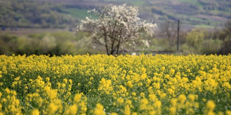 Tekirdağ'da çiçek açan kanola bitkisi tarlaları sarıya boyadı
