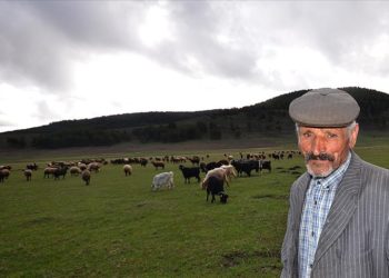 Kars'ta çobanlar bayramda meralarda hayvan otlatıyor