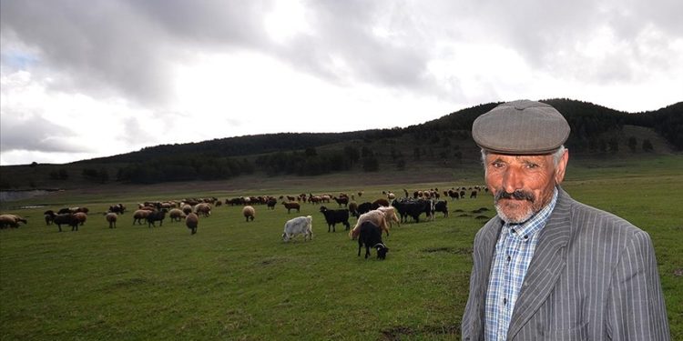 Kars'ta çobanlar bayramda meralarda hayvan otlatıyor