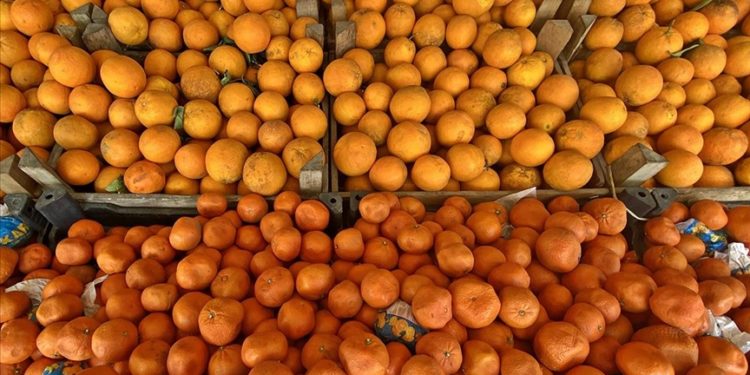 Türkiye’nin turunçgil ihracatı yılın ilk çeyreğinde yüzde 12 arttı