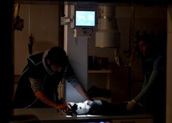 Ankara Üniversitesi Hayvan Hastanesinden depremzede hayvanlar için özel “destek hattı”