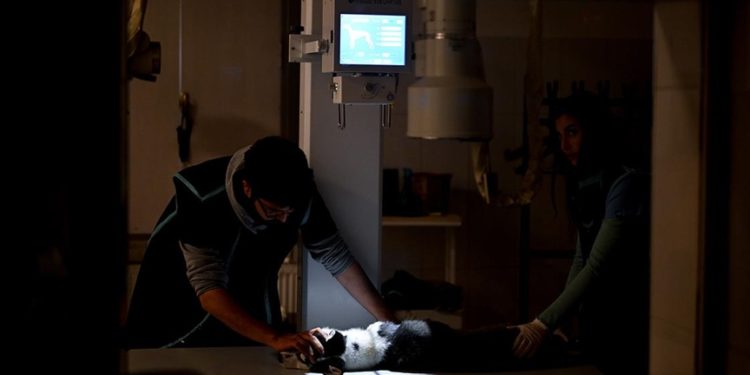 Ankara Üniversitesi Hayvan Hastanesinden depremzede hayvanlar için özel “destek hattı”