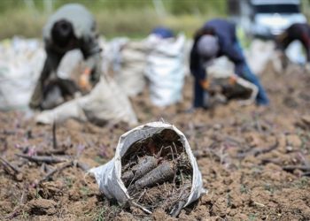 Depremin vurduğu Hatay’ın tescilli siyah havucunda rekolte artışı bekleniyor