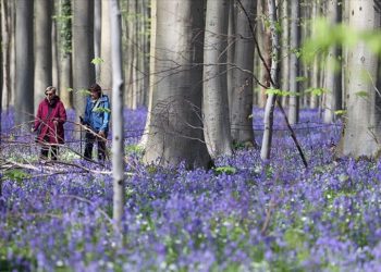 Belçika'daki Hallerbos Ormanı'nda çan çiçekleri açmaya başladı