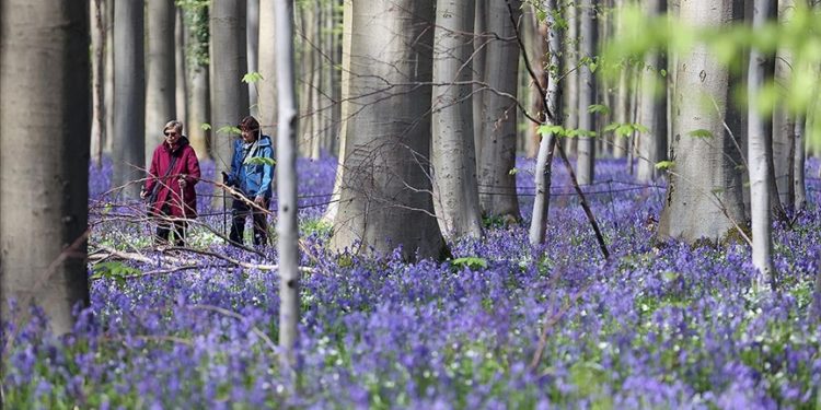 Belçika'daki Hallerbos Ormanı'nda çan çiçekleri açmaya başladı