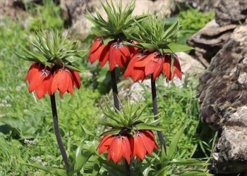 Siirtliler yılda sadece 20 gün açan “ağlayan gelinler” için seferber oldu