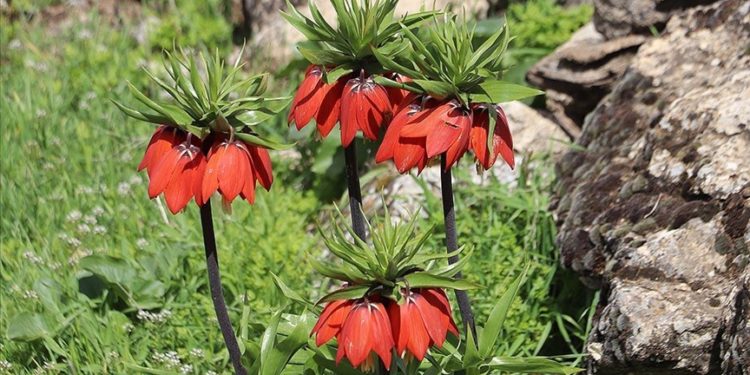 Siirtliler yılda sadece 20 gün açan “ağlayan gelinler” için seferber oldu