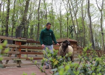 Suffolk cinsi koyun ile bakıcısının dostluğu Ormanya’ya renk kattı