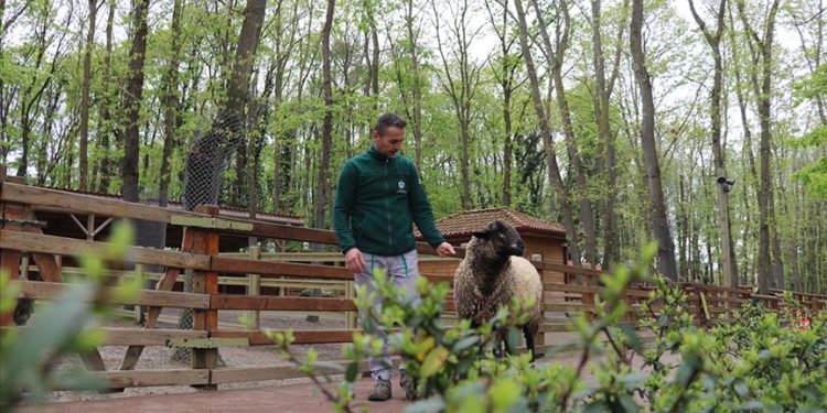 Suffolk cinsi koyun ile bakıcısının dostluğu Ormanya’ya renk kattı