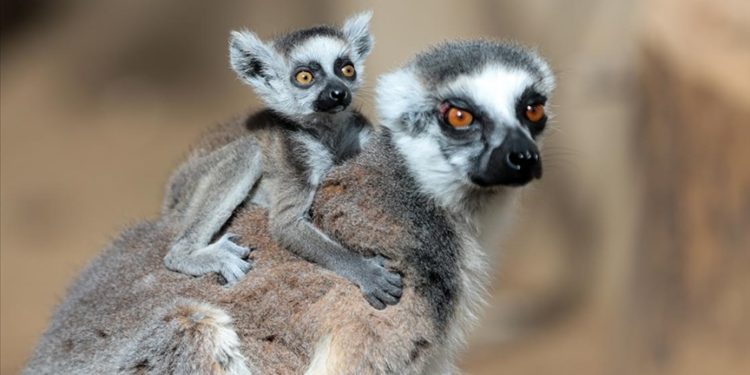 Doğal Yaşam Parkı’nın yeni maskotları “Sevimli”, “Şımarık” ve “Kestane”
