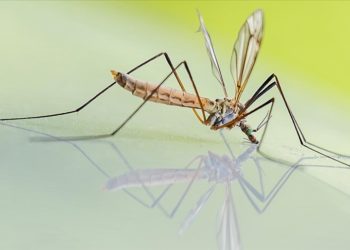 Gana’da sıtmayı daha hızlı bulaştıran sivrisinek türü tespit edildi