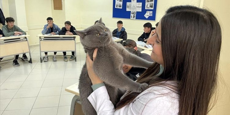 Matematik öğretmeninin kedisi "Başkan"ı lise öğrencileri çok sevdi