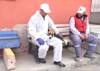 Deprem bölgelerinden getirilen köpeklere Kayseri'de bakılıyor
