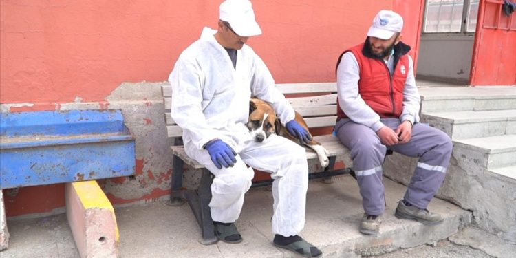 Deprem bölgelerinden getirilen köpeklere Kayseri'de bakılıyor