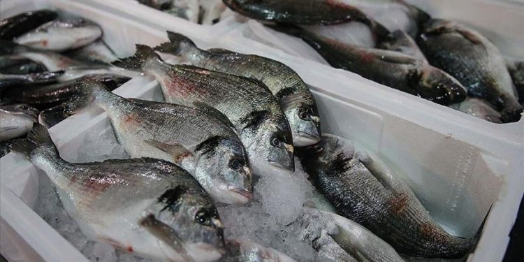 Türkiye’nin su ürünleri ihracatı 2022’de 1,5 milyar doları aştı