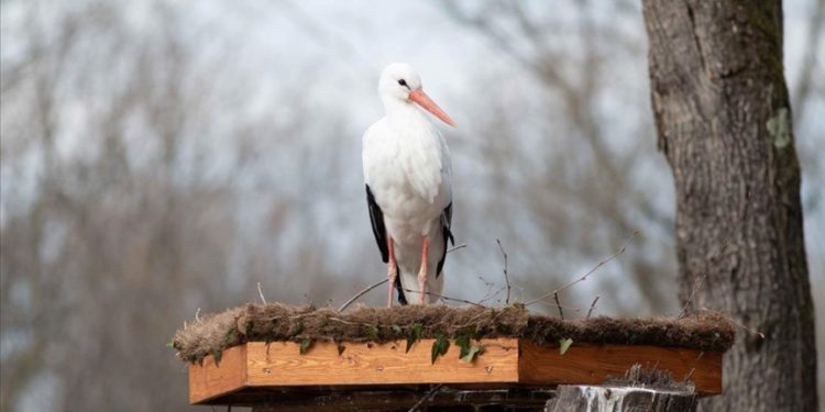 Ormanya’da göç yolculuğuna devam edemeyen leylekler için yuvalar kuruldu