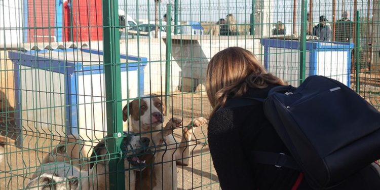 Gaziantep’teki barınakta yaralı ve sakat hayvanlara sahip çıkılıyor
