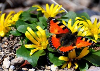 Kars'taki Keklik Vadisi'nde doğa canlandı