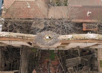 Mahallelinin yolunu gözlediği leylek Sadık, Edirne'deki yuvasına geldi