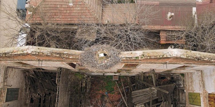 Mahallelinin yolunu gözlediği leylek Sadık, Edirne'deki yuvasına geldi