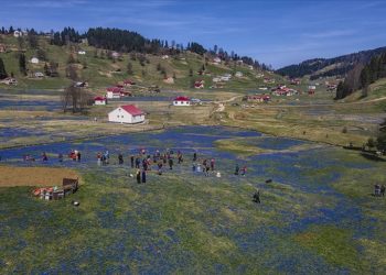 Kadıralak Yaylası "mavi yıldız"larla kaplandı
