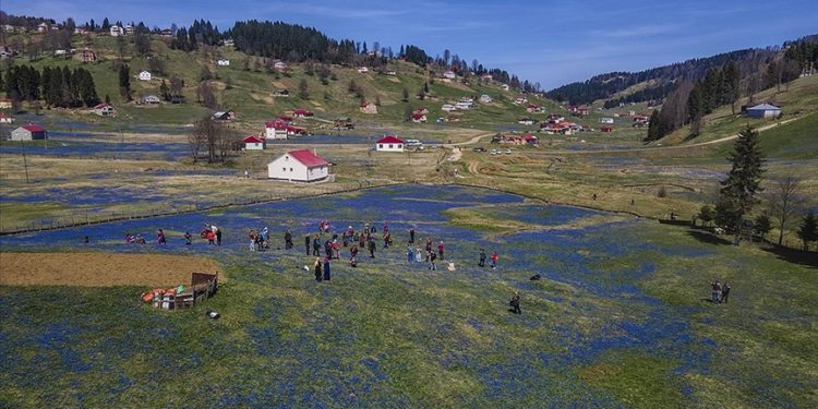 Kadıralak Yaylası "mavi yıldız"larla kaplandı