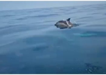 Karadeniz'de yunusların bota eşlik etmesi görüntülendi