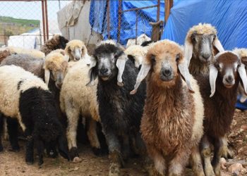 Adıyaman’da besiciler desteklerle ayağa kalkıyor