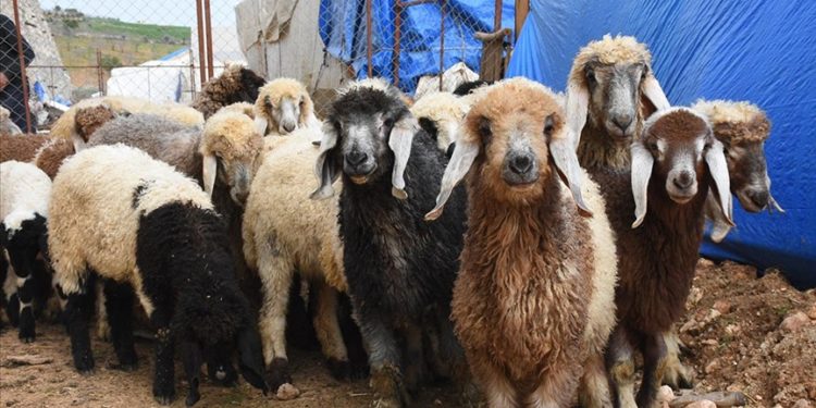 Adıyaman’da besiciler desteklerle ayağa kalkıyor