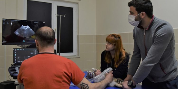 OMÜ Veteriner Fakültesi Hayvan Hastanesinde iki yılda 35 bin 933 hayvan tedavi edildi