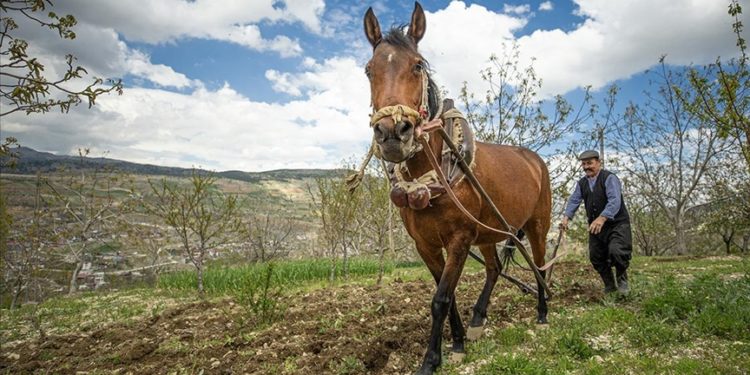 Ata koştuğu sabanla tarlaları sürüp iki oğlunun doktor olmalarını sağladı