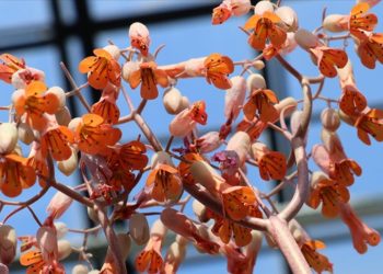 Yüzlerce endemik türün bulunduğu lagündeki bitkiler şifalı çaylara dönüşecek